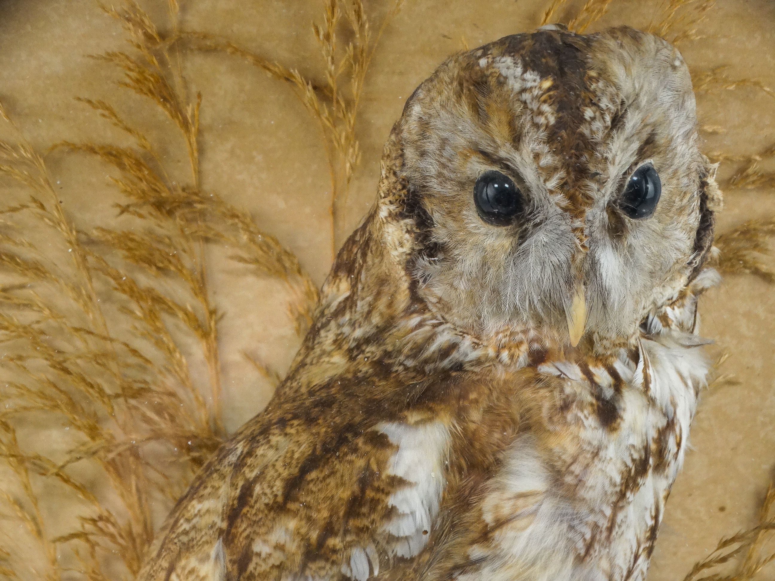 An early 20th century taxidermy tawny owl - standing on a naturalistic base with grasses the case - Image 2 of 2