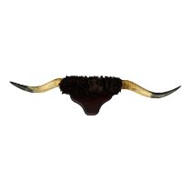 A vintage pair of buffalo horns - mounted on a hardwood plaque, 160cm to tips.