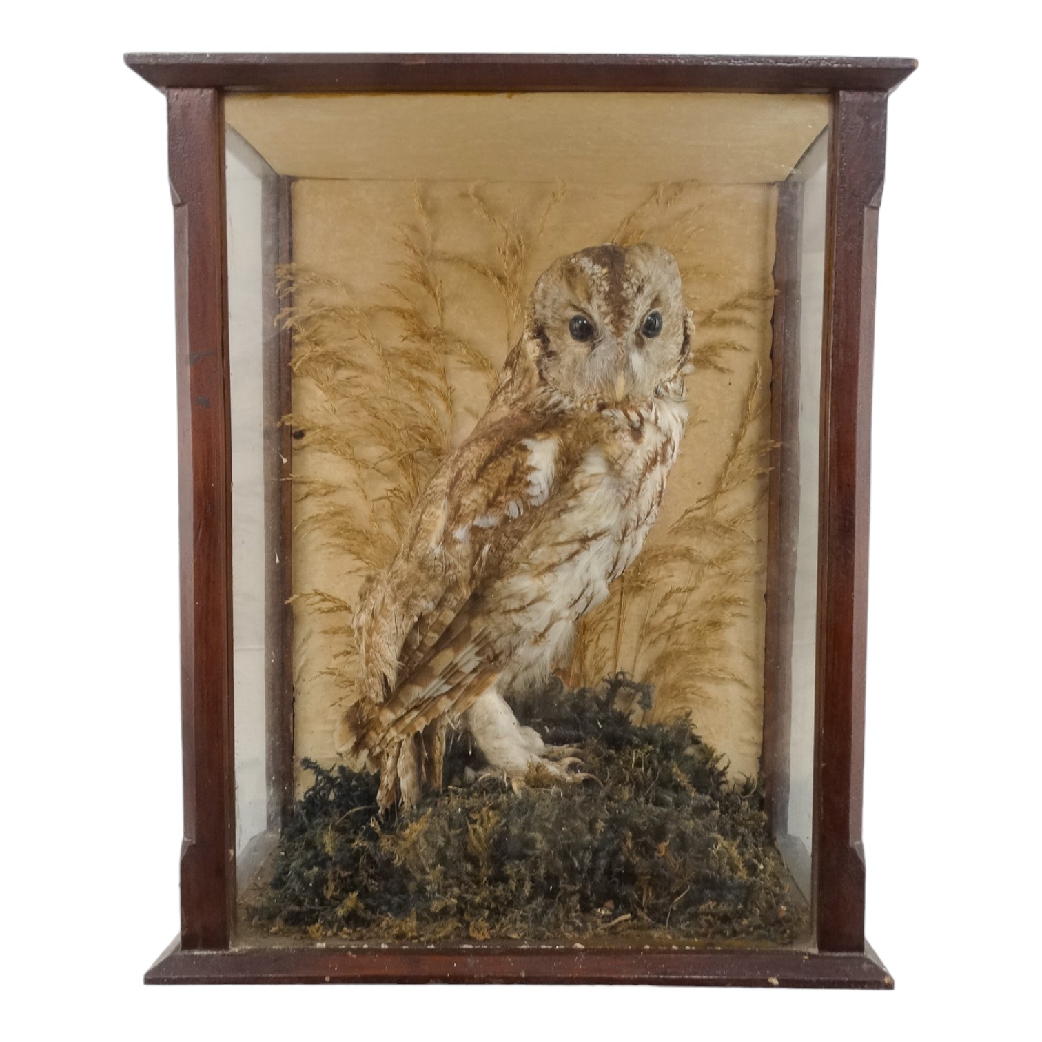 An early 20th century taxidermy tawny owl - standing on a naturalistic base with grasses the case