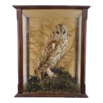 An early 20th century taxidermy tawny owl - standing on a naturalistic base with grasses the case