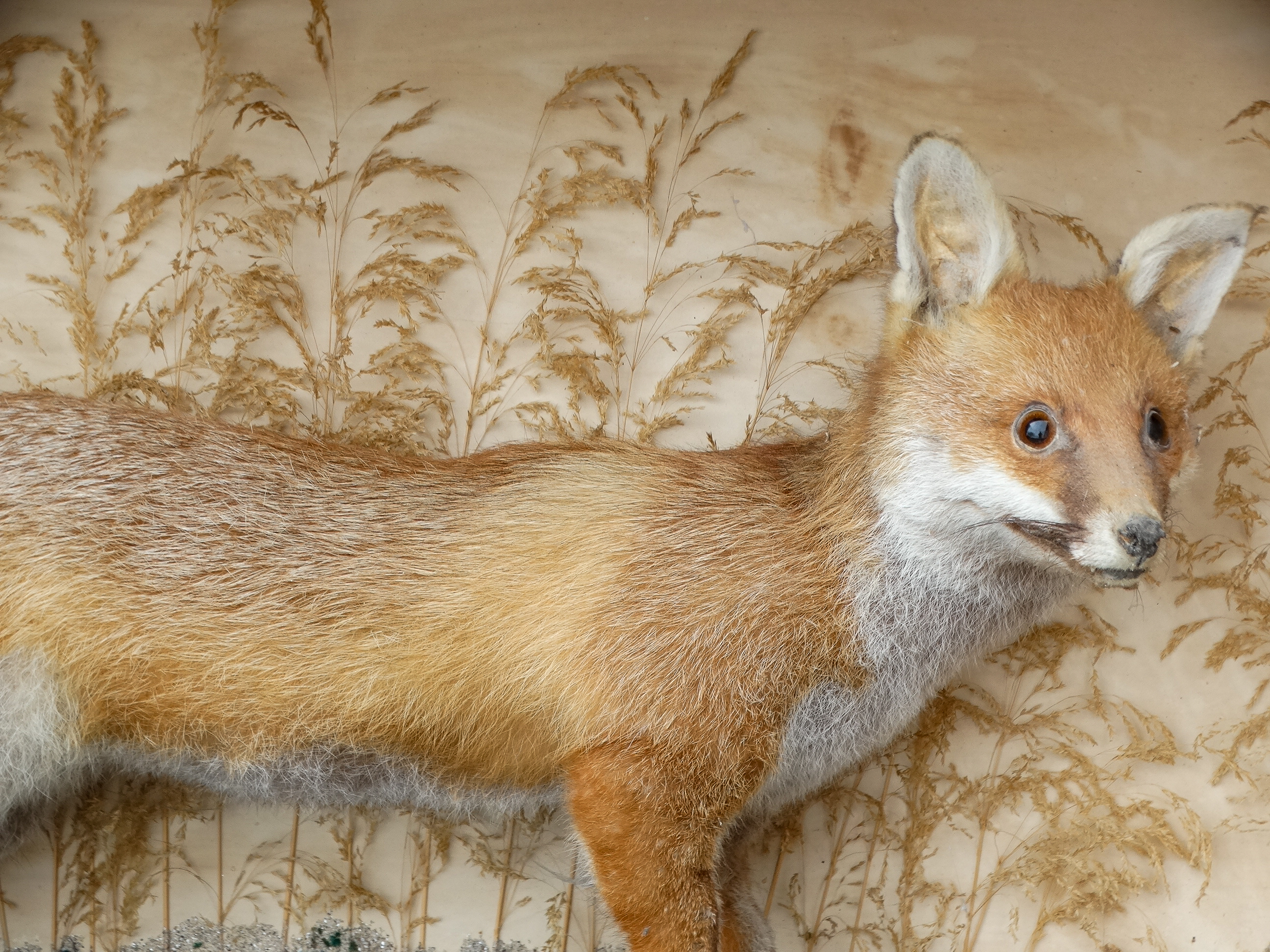 An early 20th century taxidermy fox - in a mahogany case, standing on a naturalistic sandy base with - Image 2 of 2