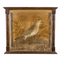 An early 20th century taxidermy golden plover - in a naturalistic setting with grasses, the case