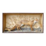 An early 20th century taxidermy fox - in a mahogany case, standing on a naturalistic sandy base with