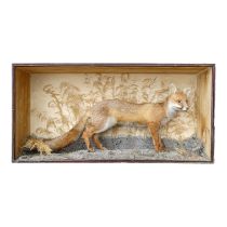 An early 20th century taxidermy fox - in a mahogany case, standing on a naturalistic sandy base with