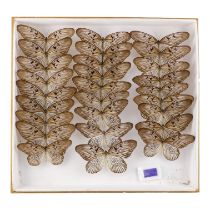 A case of butterflies in three rows - comprising black and white Tree Nymphs