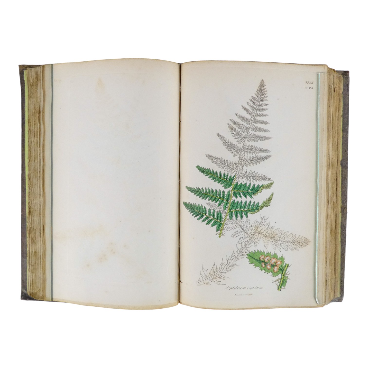 SOWERBY James Edward, English Botany - Richard Taylor 1832-1844, missing volumes 4 & 10, embossed - Image 20 of 24