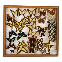 A case of butterflies randomly mounted - including Rusty-tipped Page and Emerald Patch Cattleheart