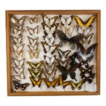 A case of butterflies in five rows - including Blue Mormon, Tiger Leafwing, Angola White Lady