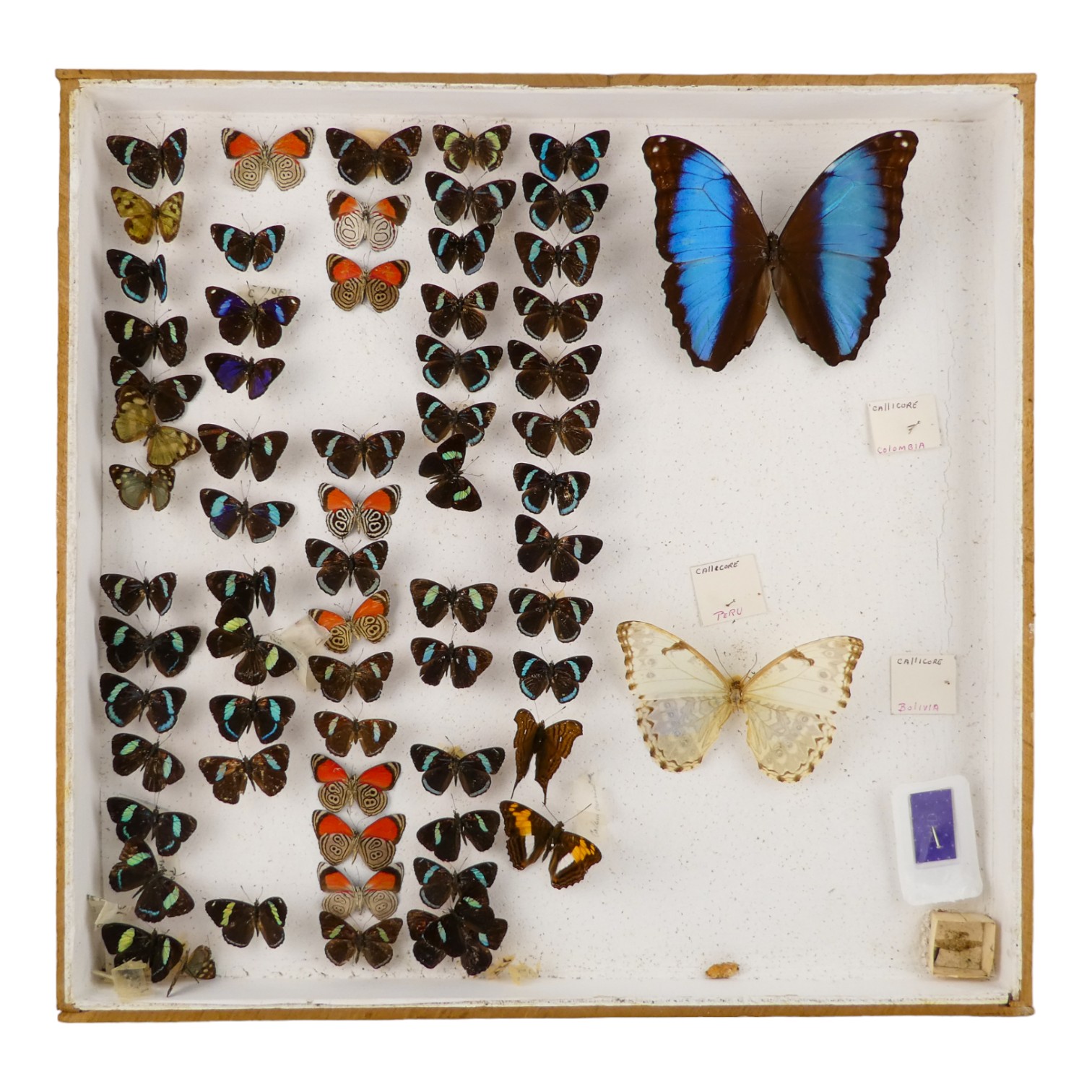 A case of butterflies in six rows - including Cramer Eighty-eight and Common Blue Morpho