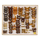 A case of butterflies in seven rows - including Blue Mimic Swallowtail, Passion-vine and Tiger Mimic