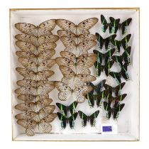 A case of butterflies in four rows - including Green Banded Urania and Idea Blanchardi