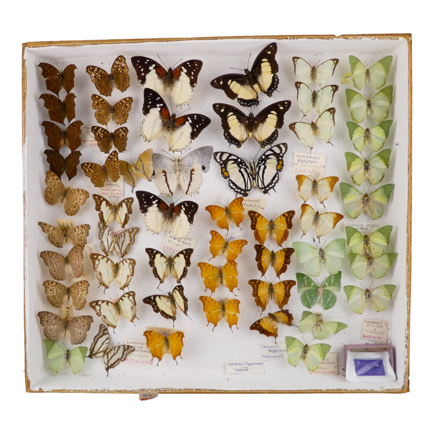 A case of butterflies in six rows - including Common Green Charaxes and Common Map-wing