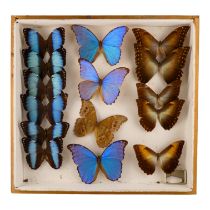 A case of butterflies in three rows - including Menelaus Blue Morpho, Sunset Morpho and Common