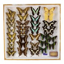 A case of butterflies in four rows - including Green Banded Urania, Apple Green Banded Swallowtail