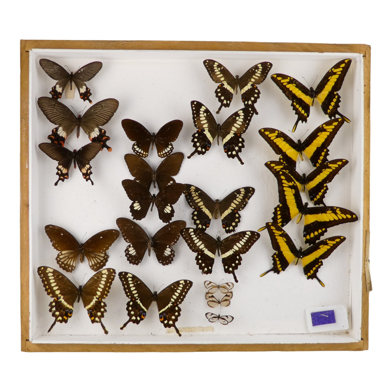 A case of butterflies in four rows - including King Swallowtail, Central Emperor Swallowtail and
