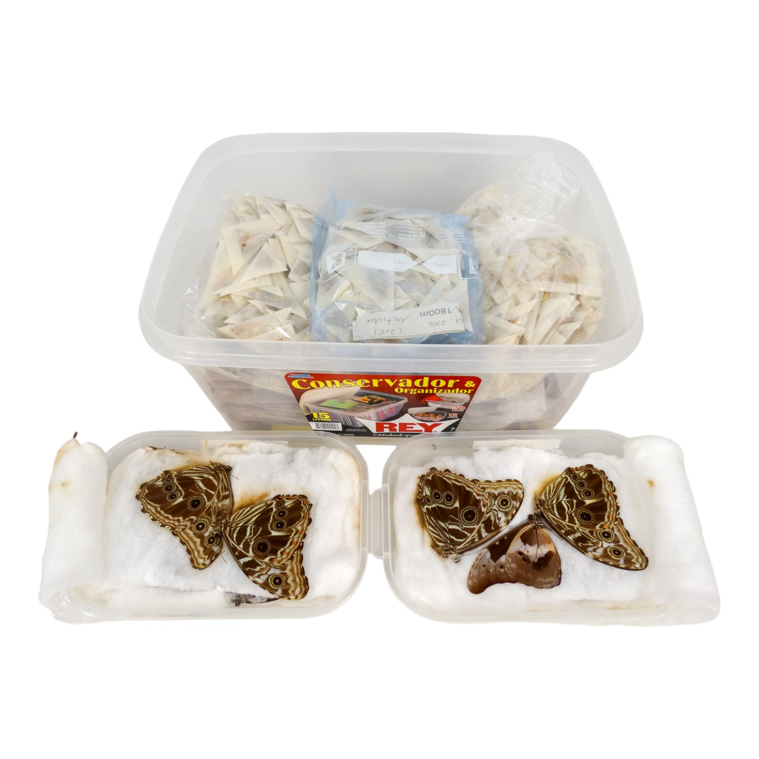 A box of mixed papered butterflies - mostly Indonesia