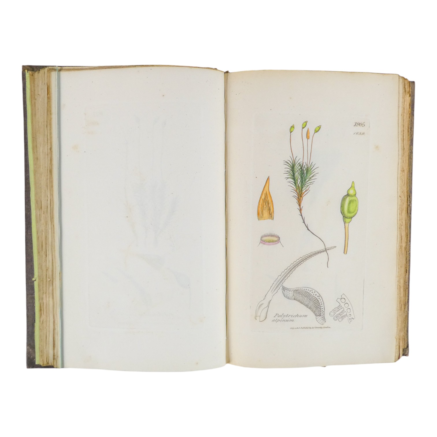SOWERBY James Edward, English Botany - Richard Taylor 1832-1844, missing volumes 4 & 10, embossed - Image 22 of 24