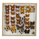 A case of butterflies in six rows - including Tropical Leafwing, Dark Blue Tiger, Rhinopalpa