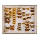 A case of moths in seven rows