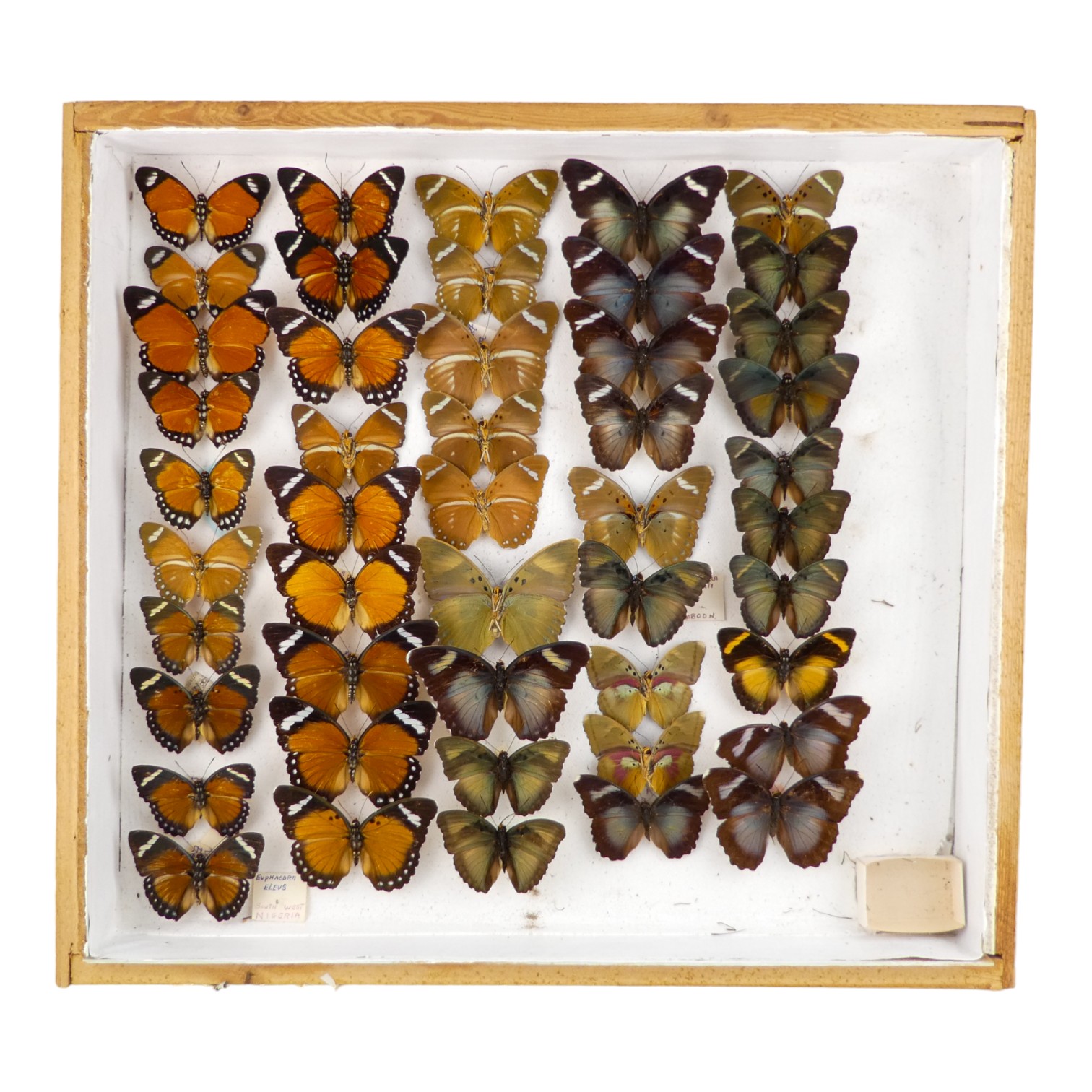 A case of butterflies in five rows - including Pink Forester and Euphaedra Alacris