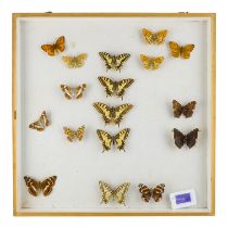 A case of butterflies in four rows - including Southern Swallowtail, High Brown Fritillary and White
