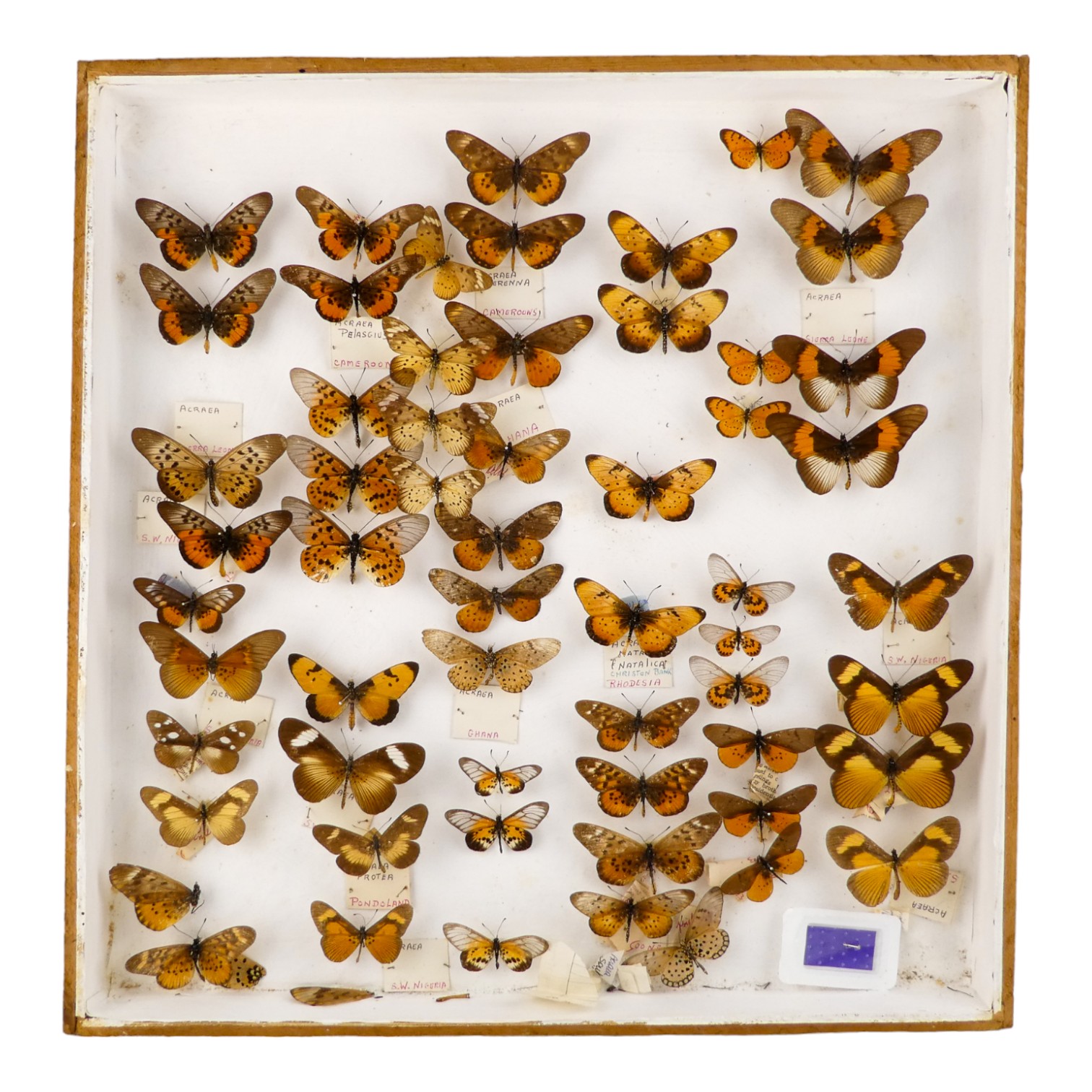 A case of butterflies in five rows - including varieties of Acraea