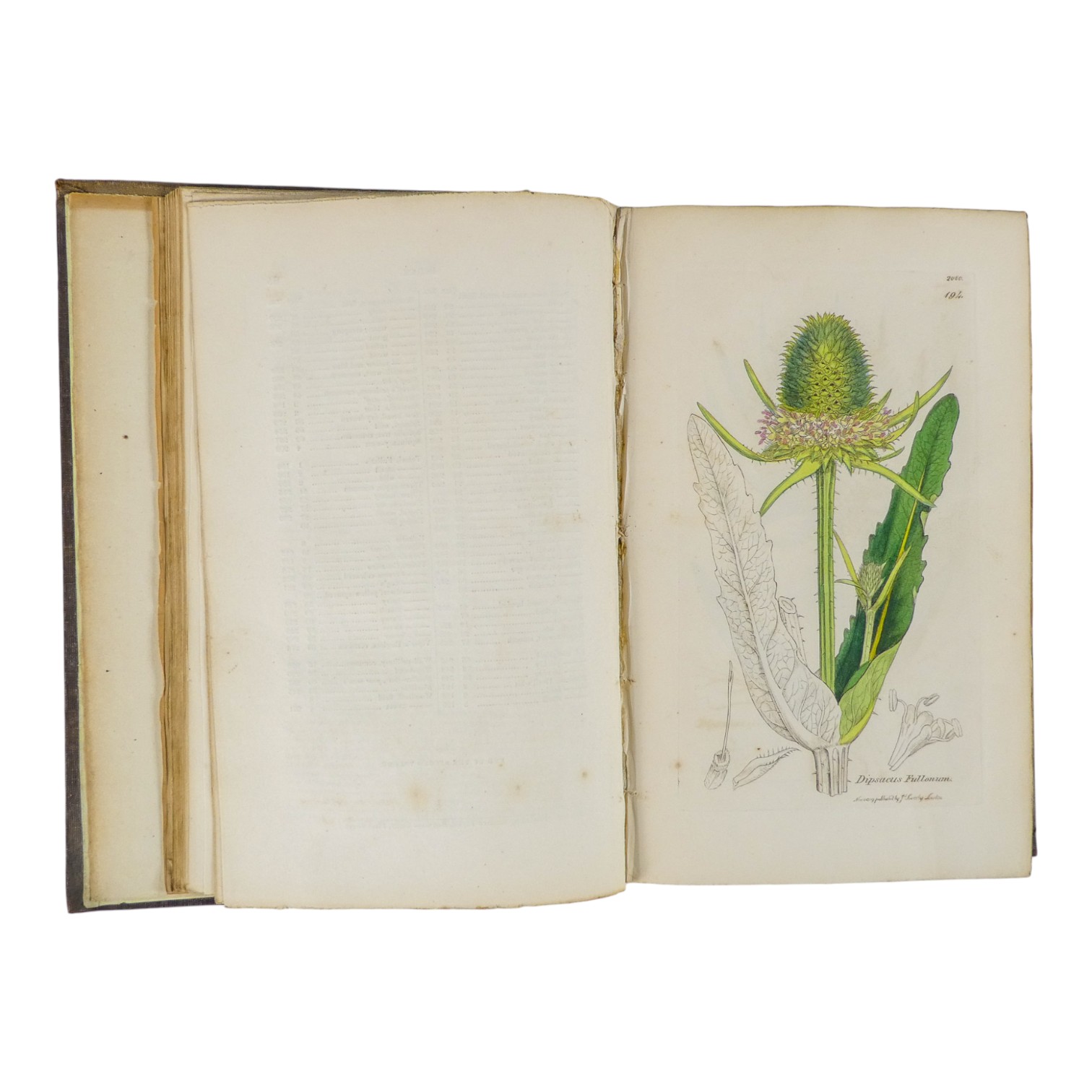 SOWERBY James Edward, English Botany - Richard Taylor 1832-1844, missing volumes 4 & 10, embossed - Image 10 of 24