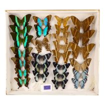 A case of butterflies in four rows - including Dayflying Swallowtail, Uraniid and Turquoise