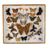 A case of butterflies and moths randomly set - including Atlas Moth, Common Bluebottle and Tailed