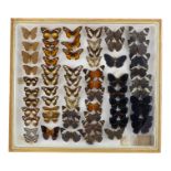 A case of butterflies in six rows - including Dark Nymph, Tarricina Longwing, and Clark's False