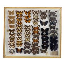 A case of butterflies in six rows - including Dark Nymph, Tarricina Longwing, and Clark's False