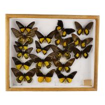 A case of butterflies in five rows - including Troides Helena