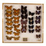 A case of butterflies in five rows - including Tiger Leafwing and Fox's Blue Banded Blush Brown