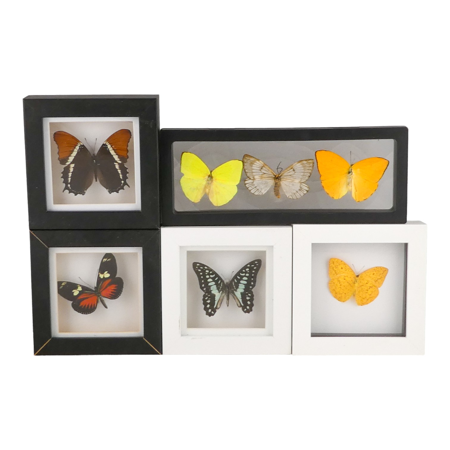 Seven cased butterflies in cases - including Rusty Tipped Page, Common Jay and Apricot Sulphur