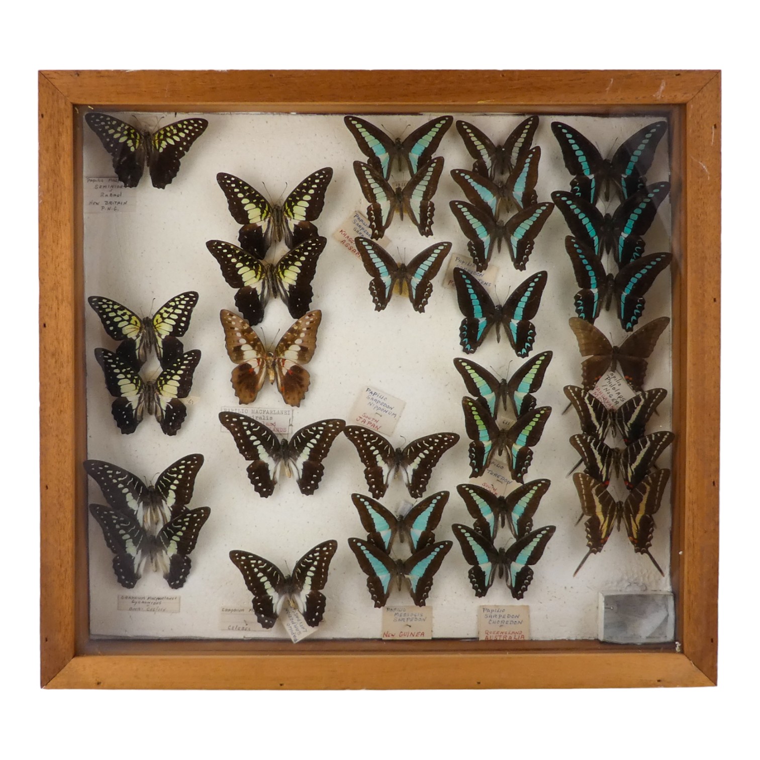 A case of butterflies in five rows - including Common Blue, Dark Kite Swallowtail and Common Jay