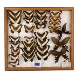 A case of butterflies in four rows - including Red Helen, Papilio Mechowianus and Papilio