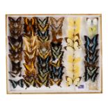 A case of butterflies in six rows - including African Swallowtail, Ulysses Atlas Moth, Two Tailed