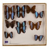 A case of twelve butterflies in rows - including Blue Banded Morpho and Granada Morpho