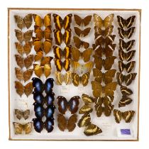 A case of butterflies in six rows - including Blue Hookwing, Garden Inspector and Australian
