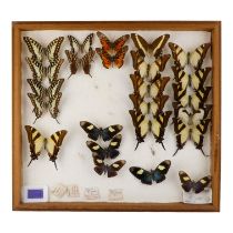 A case of butterflies in five rows - including Blue Mimic Swallowtail, Triangular Kite Swallowtail