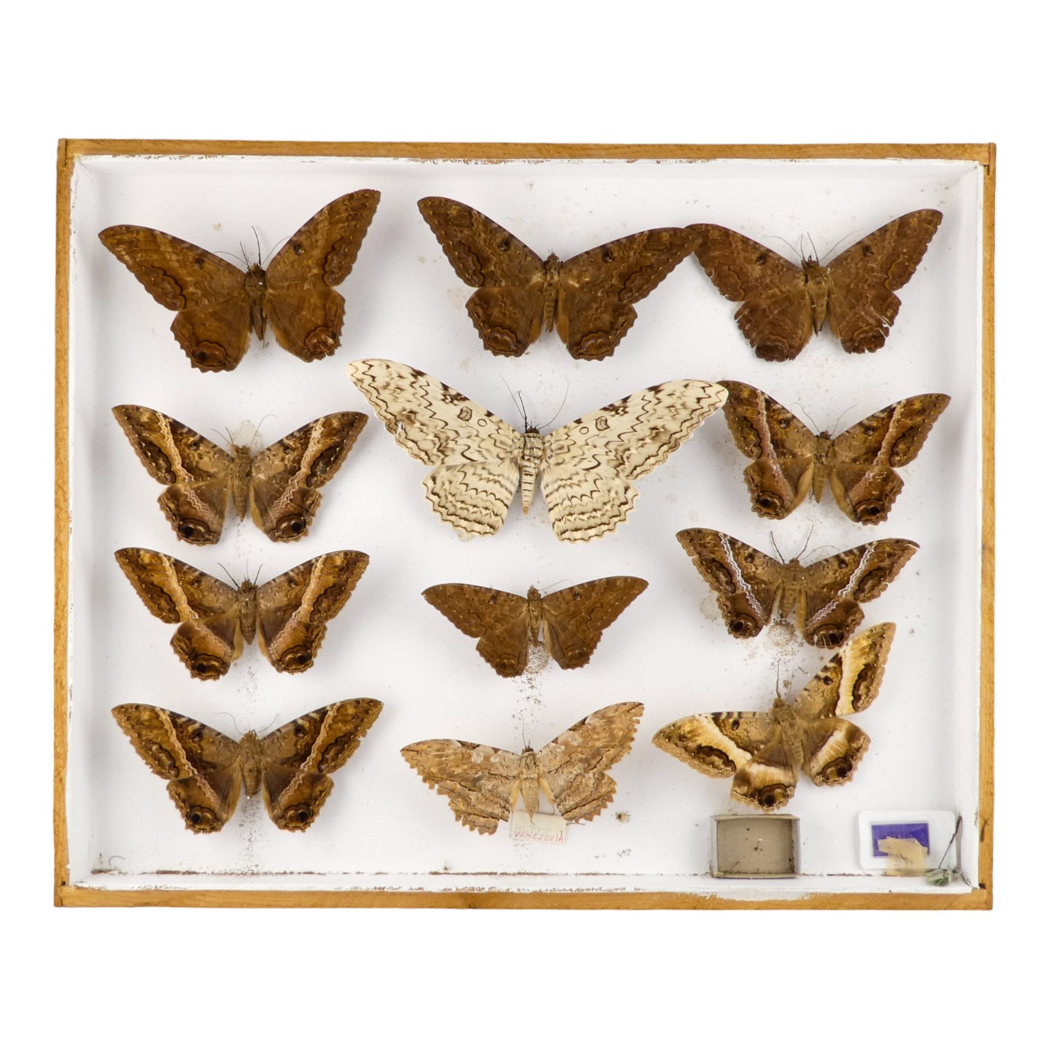 A case of twelve moths - including Black Witch and White Witch examples