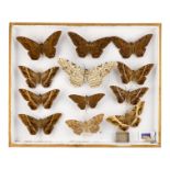 A case of twelve moths - including Black Witch and White Witch examples