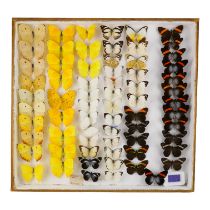A case of butterflies in six rows - including Yellow Tailed Sulphur, Callinira Pereute and