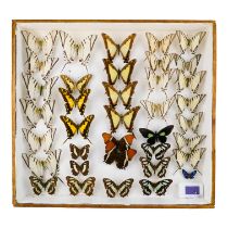 A case of butterflies in five rows - including Eurytides Serville, Yellow Kit Swallowtail and Five