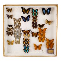 A case of butterflies in six rows - including Turquoise Emperor and Orange Spotted Beauty