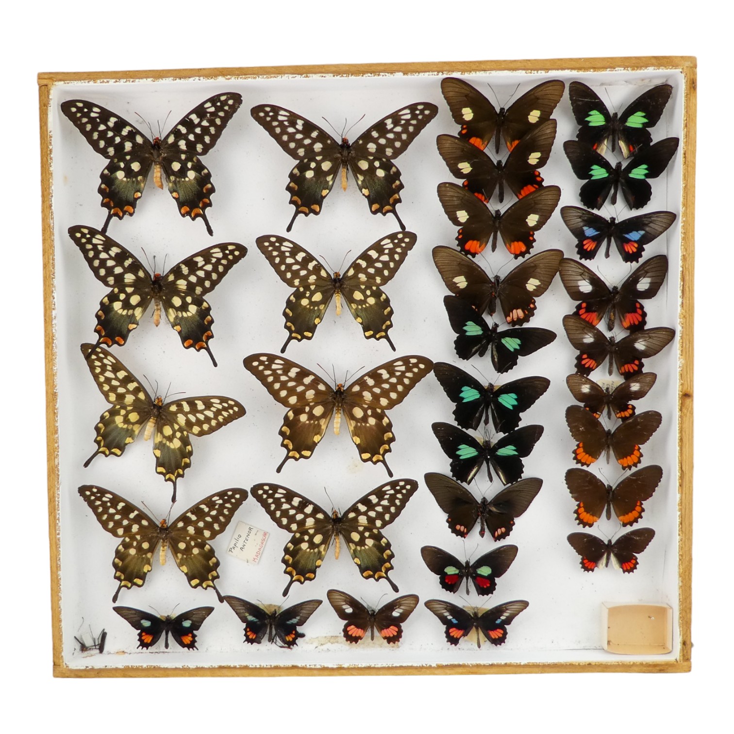 A case of butterflies in four rows - including Tailed Jay and Emerald Patched Cattleheart
