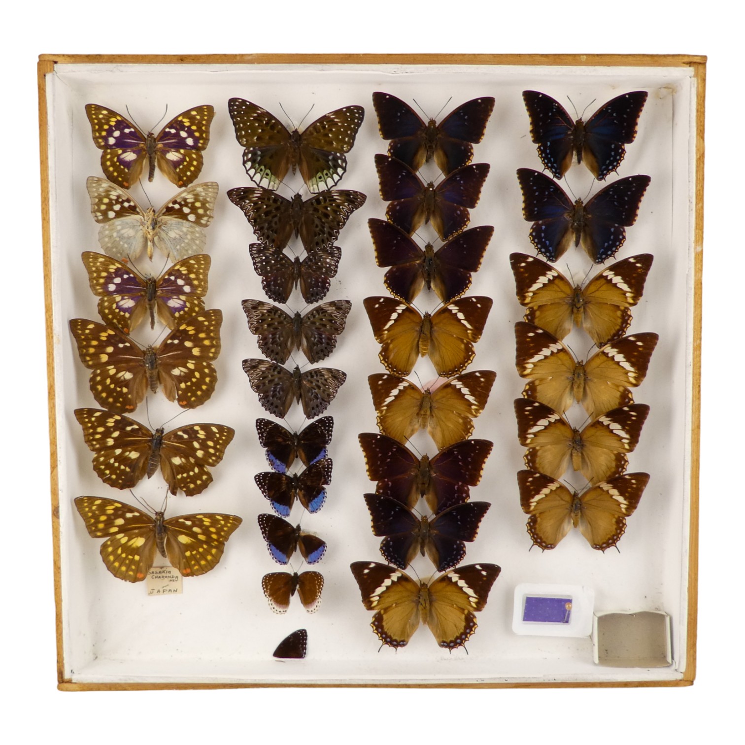 A case of butterflies in four rows - including Charaxes Cedreatis, White Edged Constable and