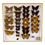 A case of butterflies in four rows - including Charaxes Cedreatis, White Edged Constable and