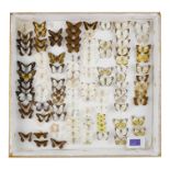 A case of butterflies in eight rows - including Forest Caper White and Pine White