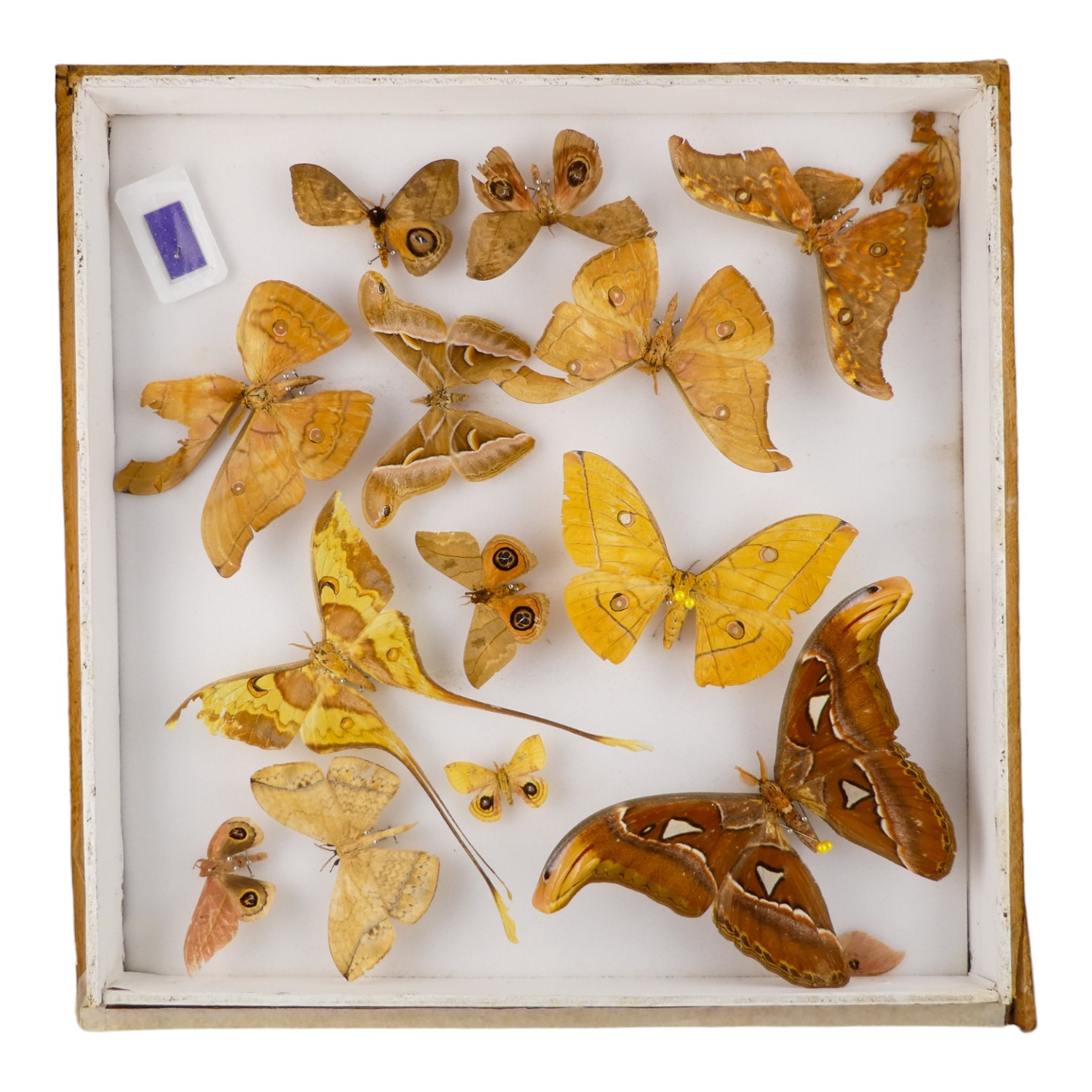 A case of moths randomly set - including Atlas, Squeaking Silkmoth, Malaysian Moon Moth